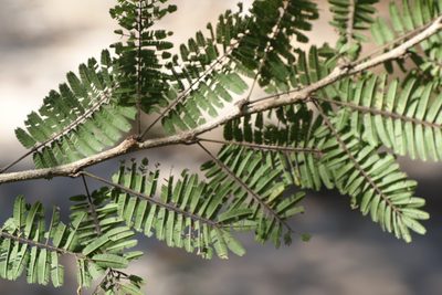 Dichrostachys akataensis, photographed by Romer N. Rabarijaona