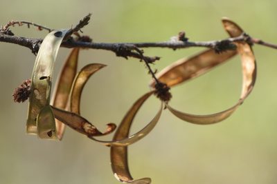 Dichrostachys akataensis, photographed by Romer N. Rabarijaona