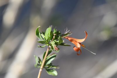 Anisacanthus thurberi, photographed by Mike Ostrowski