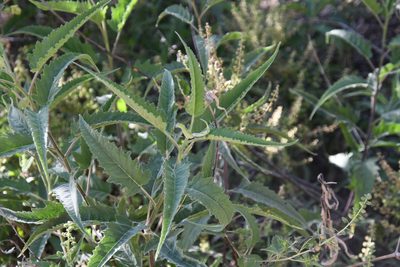 Ambrosia ambrosioides, photographed by Mike Ostrowski