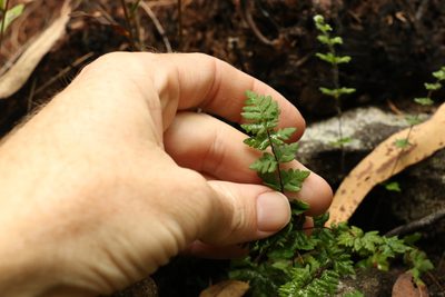 Cheilanthes sieberi, photographed by Greg Tasney