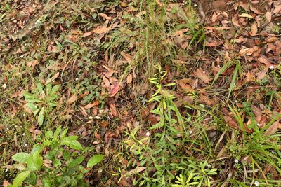 Persoonia sericea, photographed by Greg Tasney