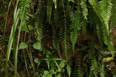 Doodia caudata, photographed by Greg Tasney