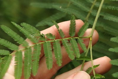 Acacia irrorata, photographed by Greg Tasney