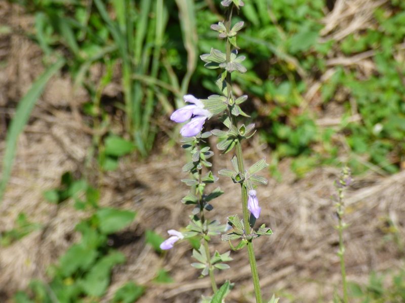 Salvia pallida, photographed by Pablo H Capovilla