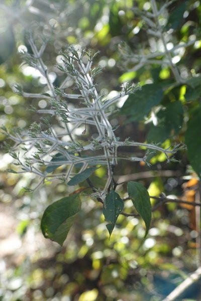 Hypoestes lasioclada, photographed by Romer N. Rabarijaona