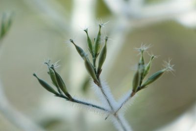 Hypoestes lasioclada, photographed by Romer N. Rabarijaona