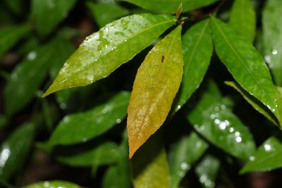 Elaeocarpus reticulatus, photographed by Greg Tasney