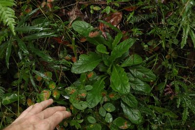 Ajuga australis, photographed by Greg Tasney