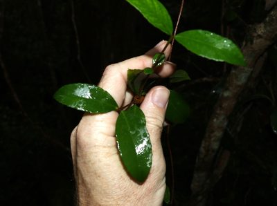 Aphanopetalum resinosum, photographed by Greg Tasney