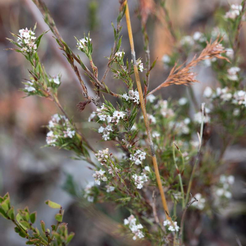 Leucopogon glacialis, photographed by Kym Nicolson