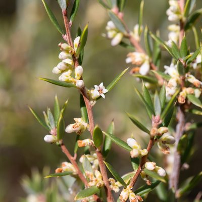 Monotoca scoparia, photographed by Kym Nicolson