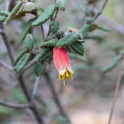 Correa reflexa, photographed by Kym Nicolson