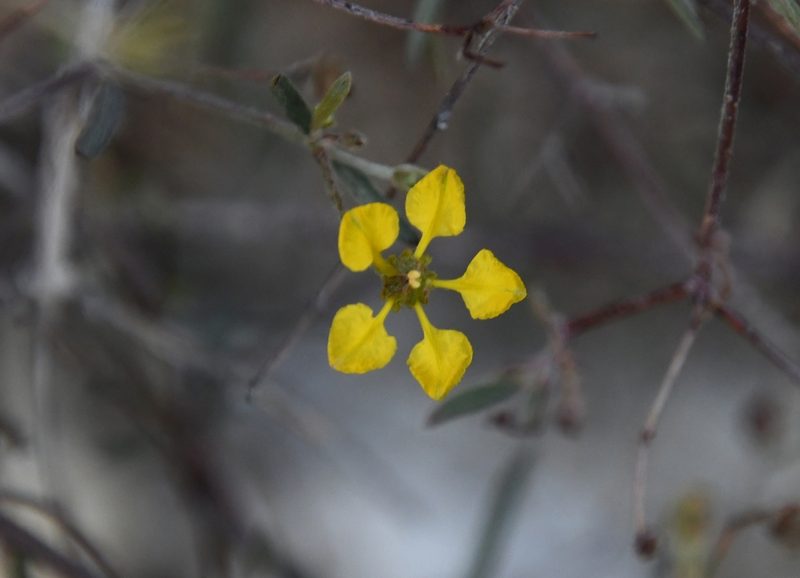 Cottsia gracilis, photographed by Mike Ostrowski