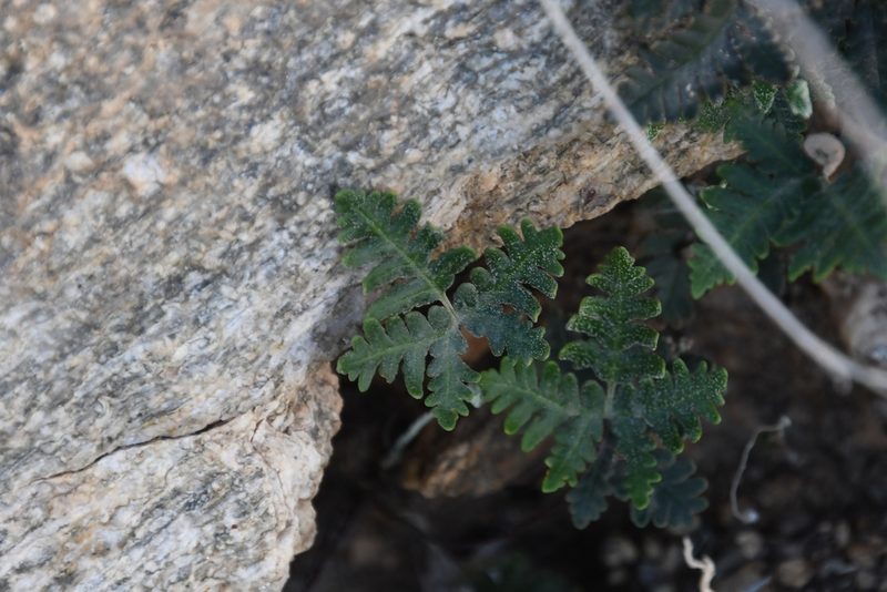 Notholaena standleyi, photographed by Mike Ostrowski