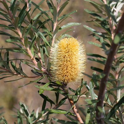 Banksia marginata, photographed by Kym Nicolson