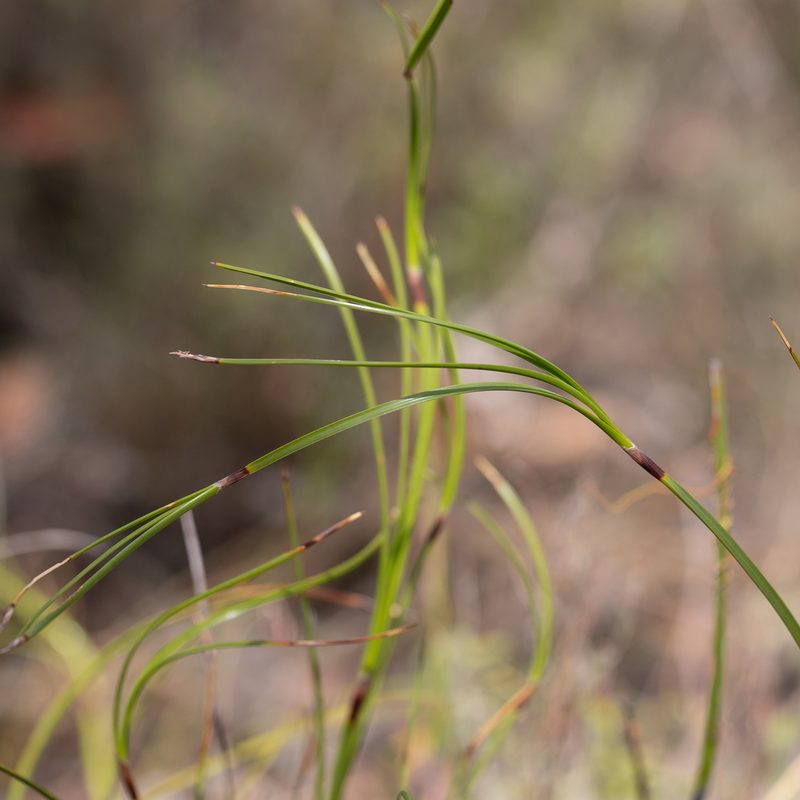 Caustis pentandra, photographed by Kym Nicolson
