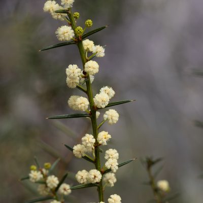 Acacia genistifolia, photographed by Kym Nicolson