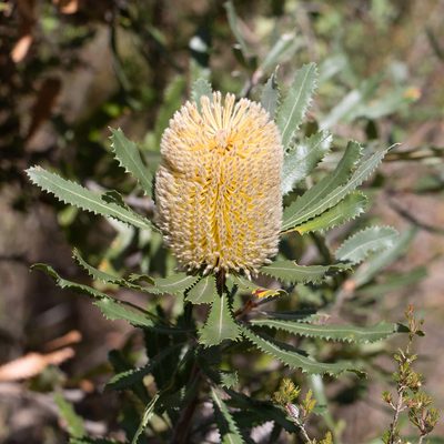 Banksia ornata, photographed by Kym Nicolson