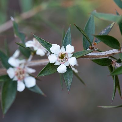 Leptospermum scoparium, photographed by Kym Nicolson