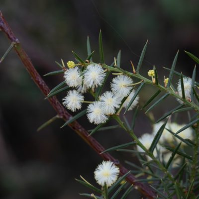 Acacia genistifolia, photographed by Kym Nicolson