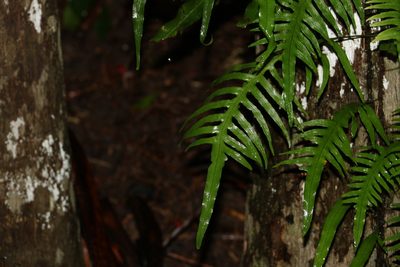 Dendroconche scandens, photographed by Greg Tasney