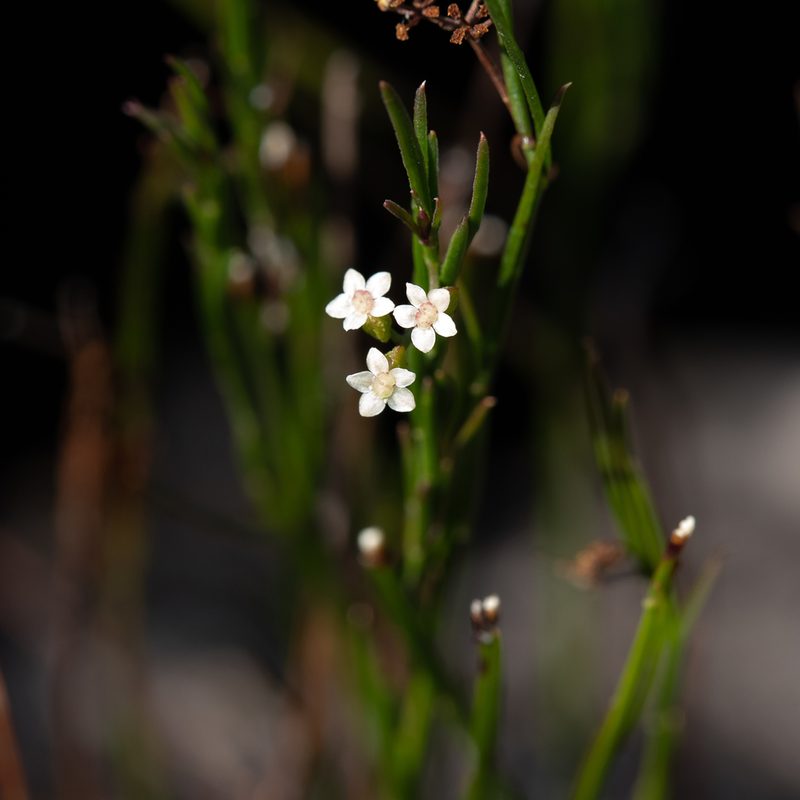 Platysace heterophylla, photographed by Kym Nicolson