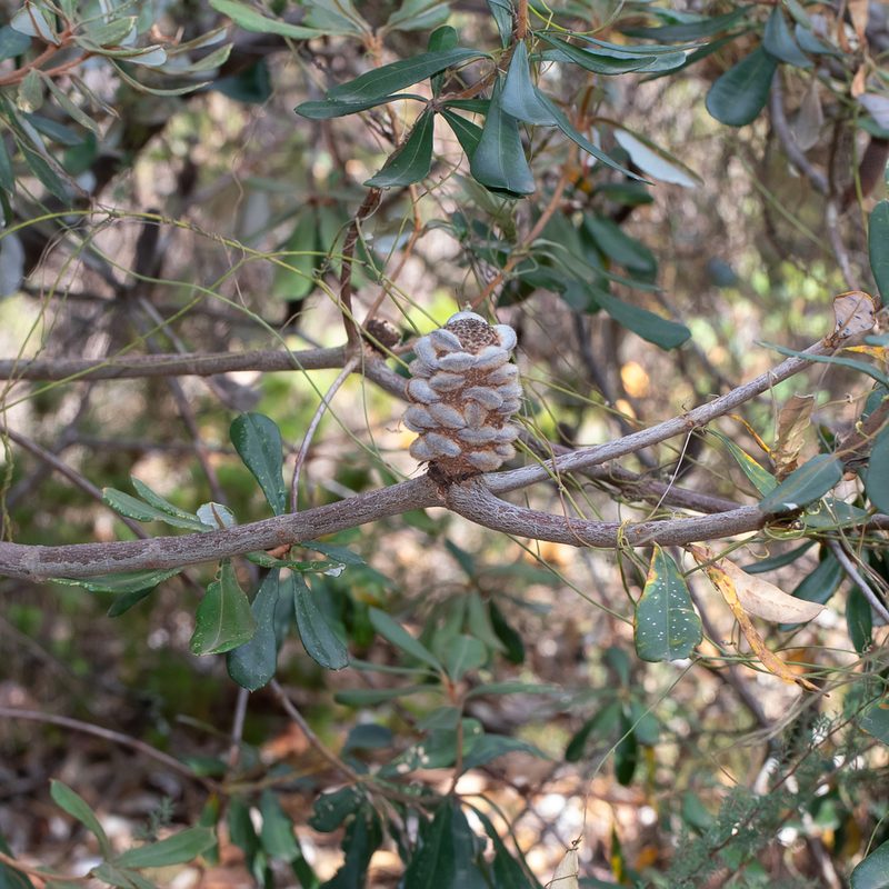 Banksia saxicola, photographed by Kym Nicolson