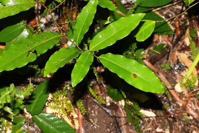 Uvaria leichhardtii, photographed by Greg Tasney