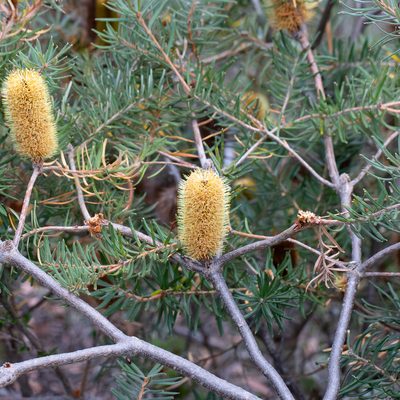 Banksia marginata, photographed by Kym Nicolson