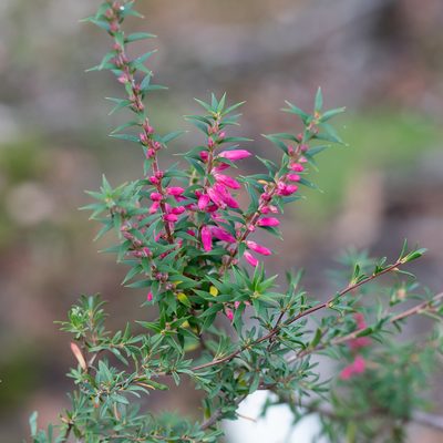 Epacris impressa, photographed by Kym Nicolson