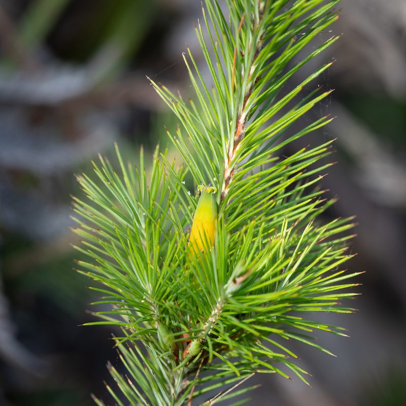 Stenanthera pinifolia, photographed by Kym Nicolson