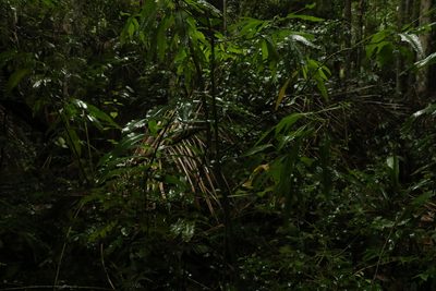 Sabdariffa heterophylla, photographed by Greg Tasney