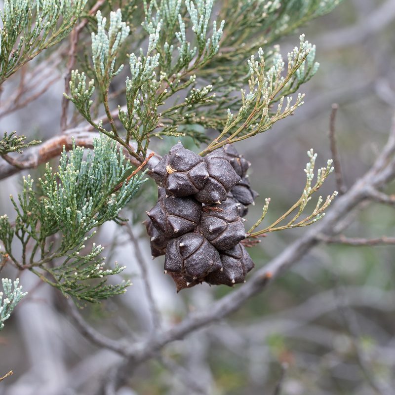 Callitris rhomboidea, photographed by Kym Nicolson