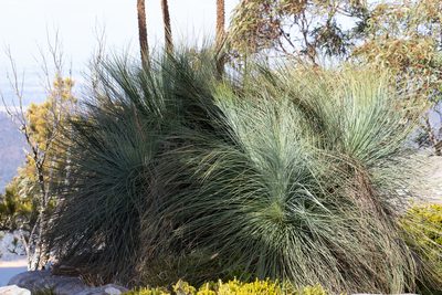 Xanthorrhoea australis, photographed by Kym Nicolson
