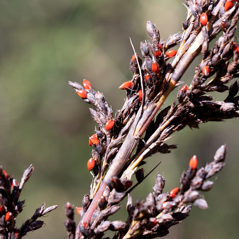 Gahnia sieberiana, photographed by Kym Nicolson