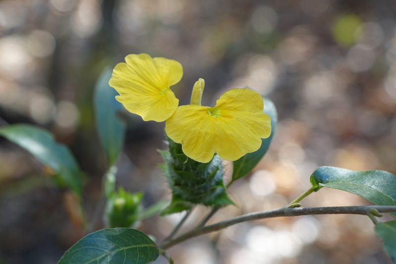 Crossandra albolineata, photographed by Romer N. Rabarijaona