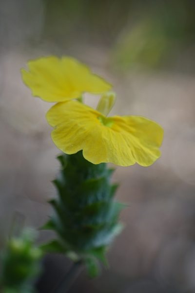 Crossandra albolineata, photographed by Romer N. Rabarijaona