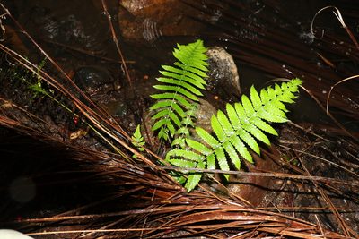 Christella dentata, photographed by Greg Tasney