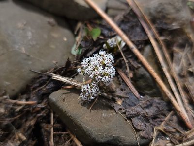 Lomatium linearifolium, photographed by Daniel S.