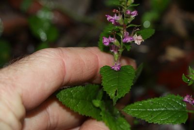 Teucrium argutum, photographed by Greg Tasney