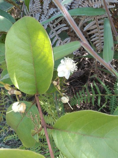 Psidium guineense, photographed by Alfredo F. Fuentes Claros