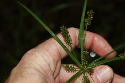 Cyperus cyperoides, photographed by Greg Tasney