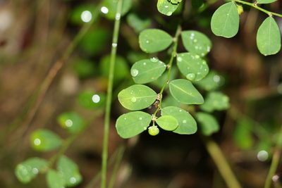 Phyllanthus gunnii, photographed by Greg Tasney