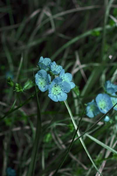 Phacelia glabra, photographed by Michelle W. （鍾偉瑋）