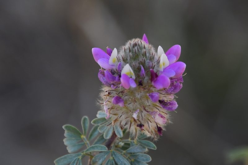 Dalea pulchra, photographed by Mike Ostrowski