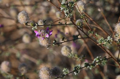 Dalea pulchra, photographed by Mike Ostrowski