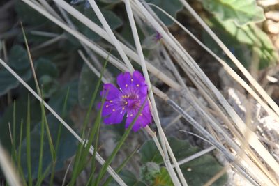 Allionia incarnata, photographed by Mike Ostrowski