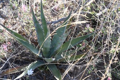 Agave palmeri, photographed by Mike Ostrowski
