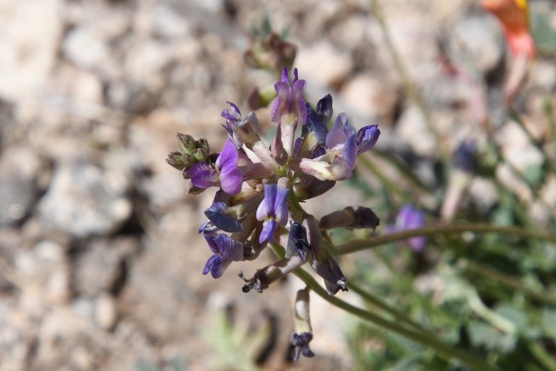 Astragalus nothoxys, photographed by Mike Ostrowski